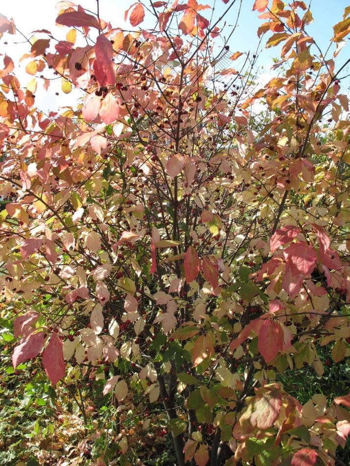Euonymus planipes, benved