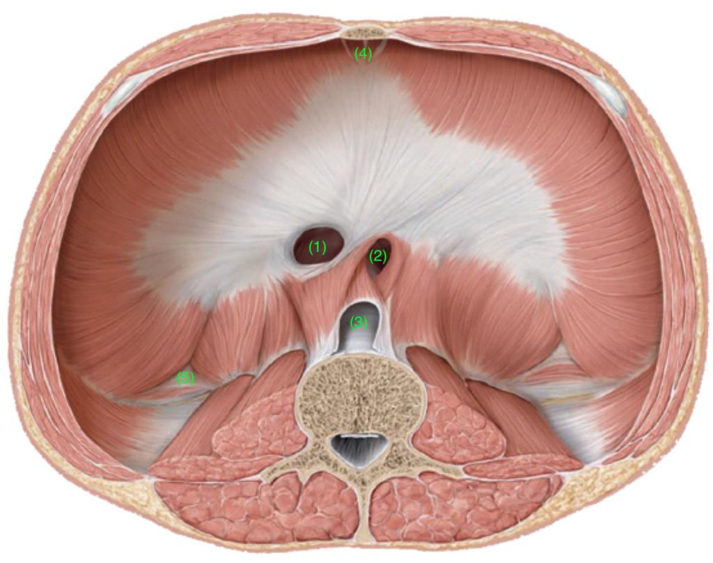 Kompendium i anatomi 3. semester, medicin, KU Huller i diaphragma 1. Foramen venae cava Rundt hul lidt til højre for midtlinjen. Ligger i centrum tendineum. På niveau med hvirvel T8. 2.