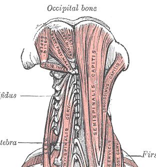 Mm. interspinales og mm. intertransversarii Små parrede muskler, der spænder sig mellem processus spinosi resp. processus transversi. Mm.