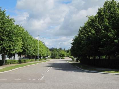 Langs Marbjergvej og Store Hedevej skal beplantningsbæltet bestå af sargentæble og være 4 meter bredt med overstandere af højtstammede lindetræer.