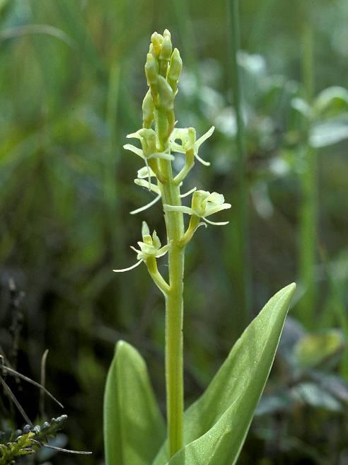 Mygblomst er en lille gulgrøn orkide, som er knyttet til meget kalkrige rigkær. Mygblomst er helt afhængig af en høj vandstand, og at dens voksested afgræsses.