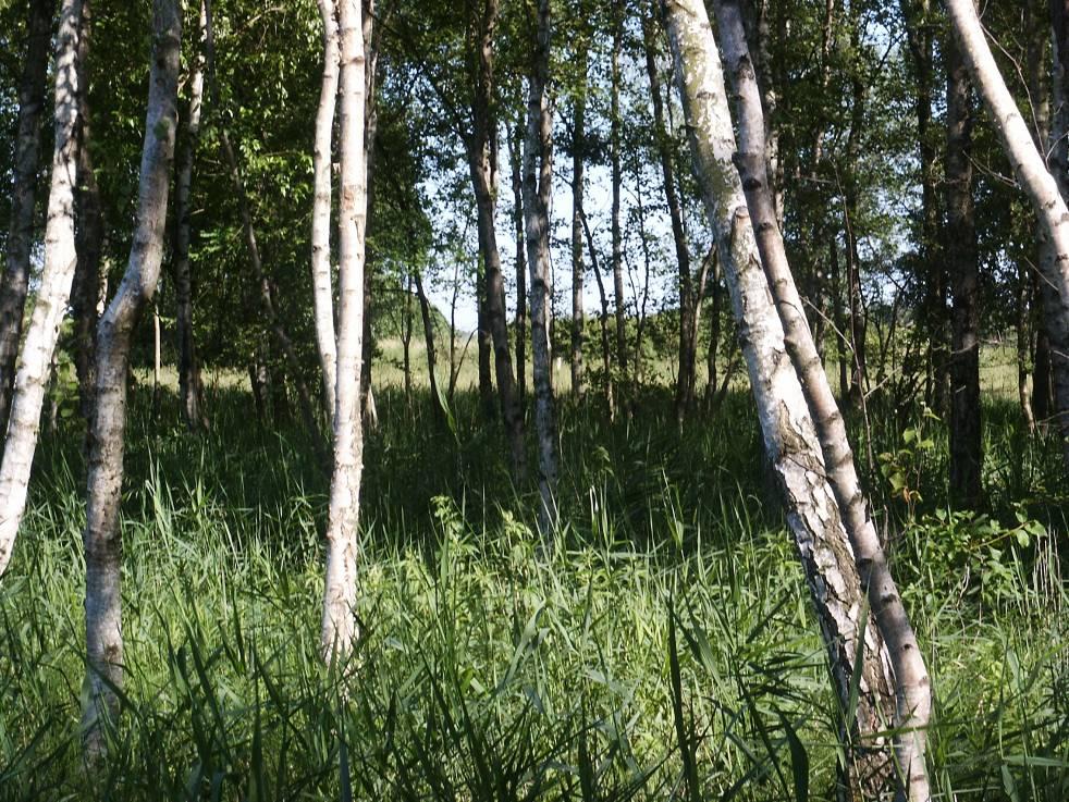 Rigkær er i stor udstrækning tilvokset med skov her med dominans af dunbirk. Foto: Peter Storkholm, Fyns Amt.