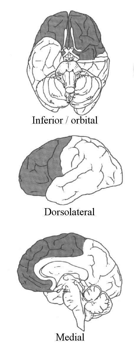 Social kognition og præfrontal kortex Orbitofrontal/ventromedial: Emotioner og belønning