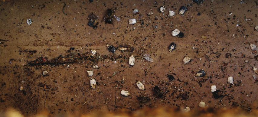 Oftest ses kalkyngelmumier på stadebunden. mange bifamilier. Sporerne kan overleve på tavlerne og i foderreserverne. Lykkes det for svampen at danne nye sporer, så bredes sygdommen.