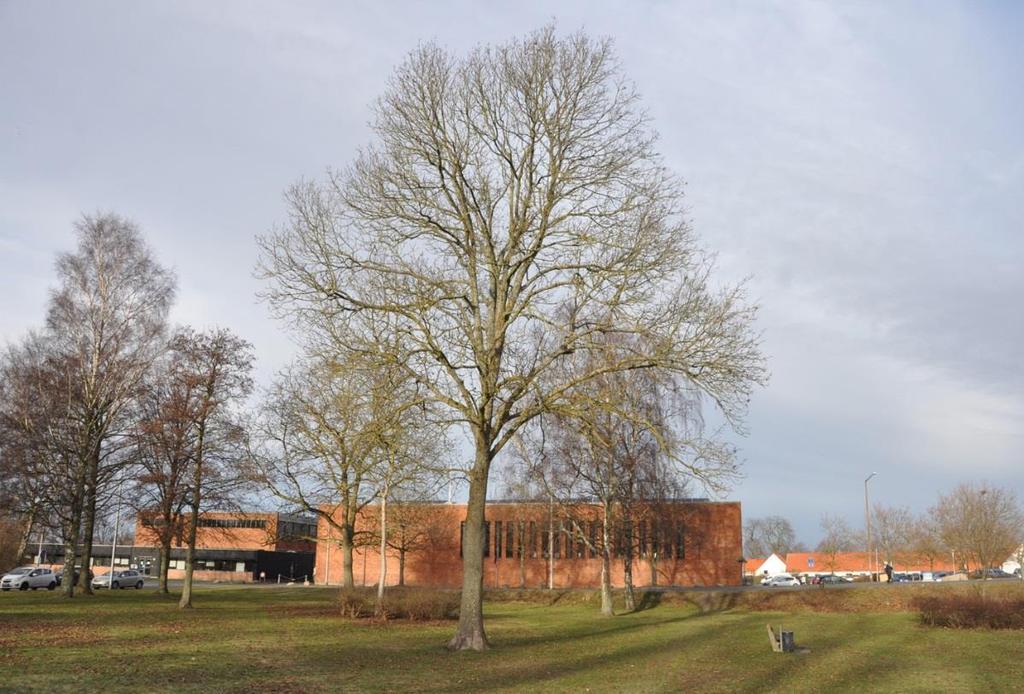 7.1.2 Grønne områder I og omkring Frederiksværk bymidte findes en del åbne grønne områder med store ældre træer.