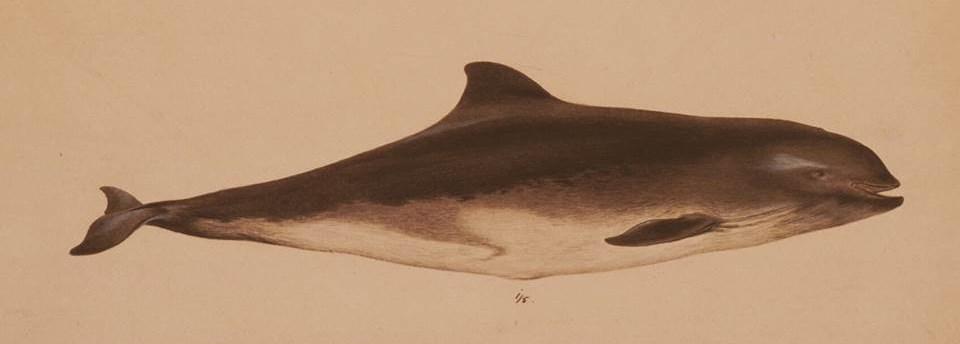 FIGUR 14 For et utrænet øje kan marsvin (Phocoena phocoena) (øverst - marsvin fra Tårbæk 1863) og hvidnæse (Lagenorhynchus albirostris) (miden- hvidnæse fra