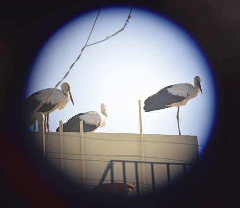 26. september: I går aftes kom tre hvide storke ind fra havet og valgte at slå sig ned midt i byen. Storke er fredede og samtidig nogle af de mest sårbare fugle, når det kommer til at blive skudt.
