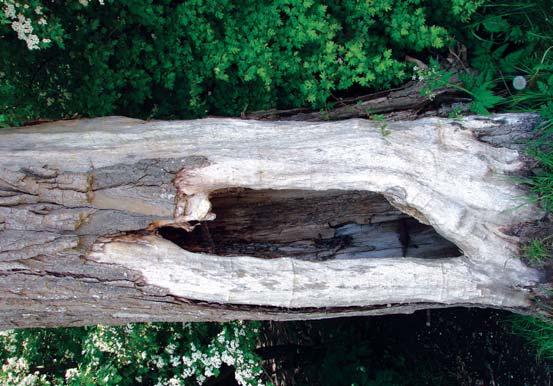 Kapitel 8 - Plante- og dyreliv Flagermus tilbringer dagen skjult i hule træer, under løs bark, hvor grenkryds former en hulhed eller hvor slyngplanter danner en hule tæt op ad en