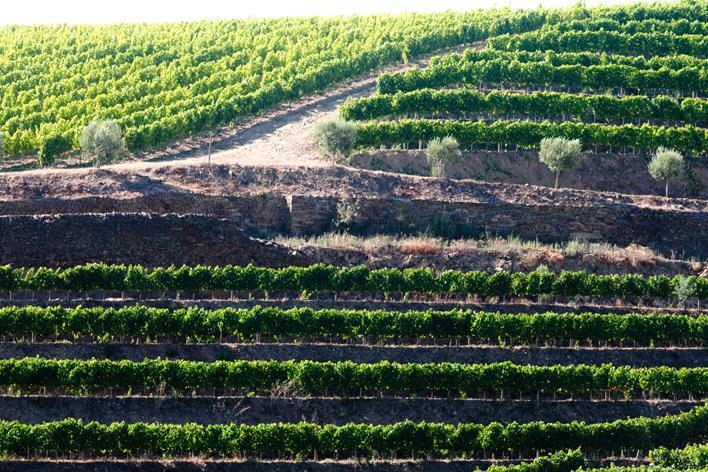 Vores tilgang til Quinta de Cottas er at indfange essensen af Douro dalens første klasses vinmarker, der producerer vine af høj kvalitet og tydeligt særpræg, som passer godt til mad og kan købes til