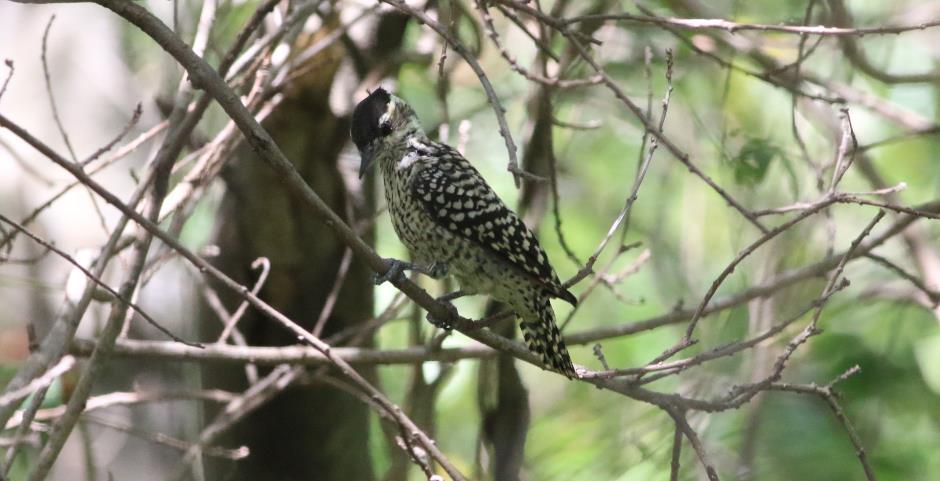 Costanera Sur. Checkered Woodpecker Costanera Sur. Foto: Jan Enoksen.