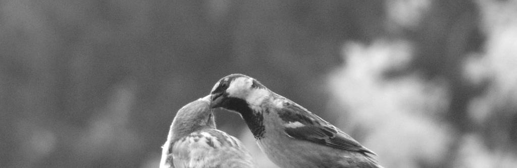 Hjælp os med at tælle fugle Af Hans, Friarealudvalget Foto: Hans En af de gode ting ved Farum Midtpunkt er at vi har en varieret bestand af fugle.
