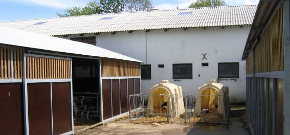 På ejendom A er der to enkelthytter til kalve, der drikker langsomt.