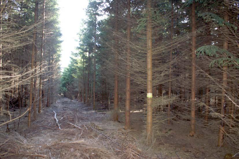 Foto 11. Forsøg nr. 1560, Ravnsholt Skov, afd. 1098a, rødgran. Pcl. 1. Hugst for 120 fremtidstræer.