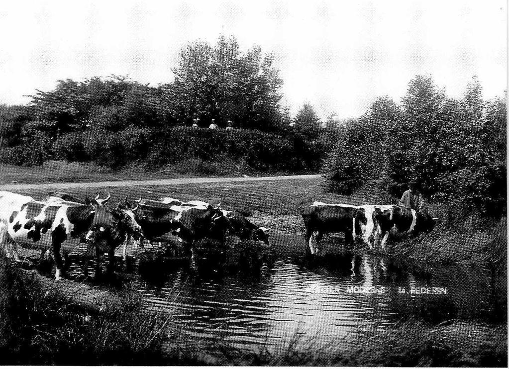 Dette flotte sommerbillede med køerne, der vandes ved dammen på Hans Pedersens gård i Mørup i Rind sogn, vil vække minder frem hos de fleste ældre mennesker fra landet om en nu svunden tid.