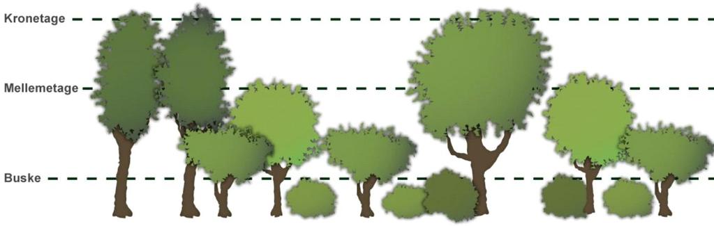 Forslag 3: Den Skovagtige Beplantning Facaderne bliver her delvist skjult af en beplantning bestående af træer, buske og bunddække, med forskelligt løv, grensætning og blomsterfarver.
