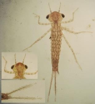 Familien Coenagrionidae Dværgvandnymfe