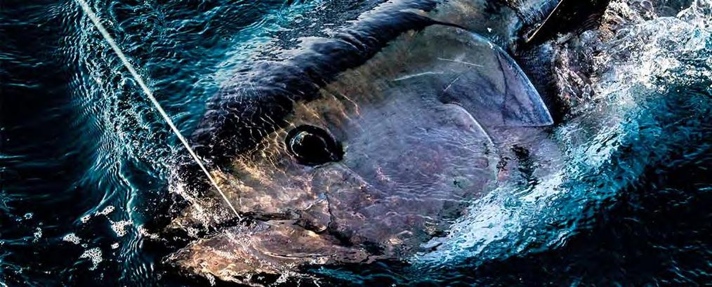 Situationen er derfor, at der efter stormødet nu er nedsat en Tungruppe, der har mandat til at arbejde for en lystfiskerkvote på blåfinnet tun i dansk farvand.