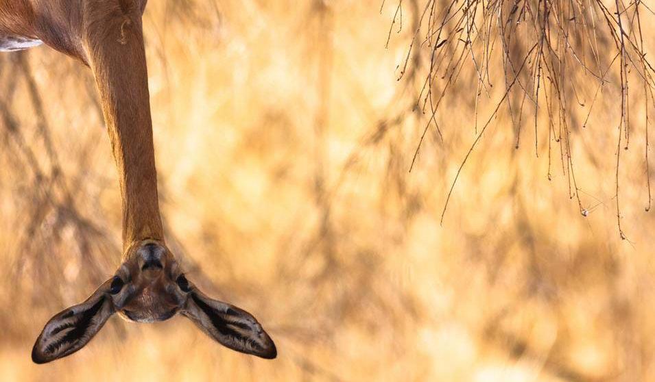 Gerenuk gazellen i Samburu Dag 3-4: Samburu / Buffalo Springs To hele dage i området, hvor den smukke natur omgiver de mange dyr og fugle.