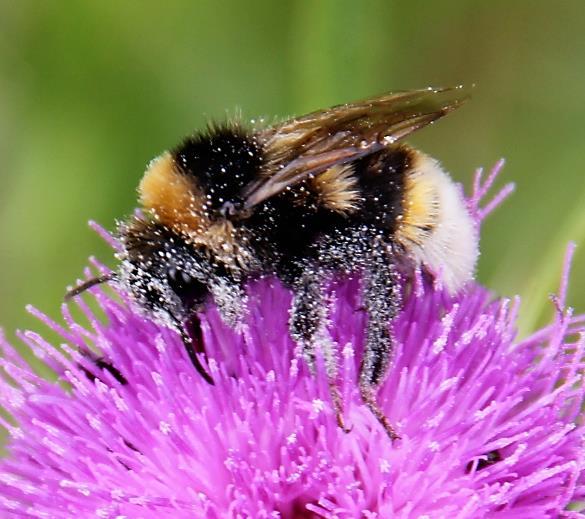 Hvorfor er bierne så gode bestøvere? 1. De lever af nektar og pollen. 2.
