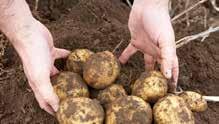 Yorkshire Crisps laves af gode engelske kartofler, som gror 10 minutter (med traktor) fra fabrikken.