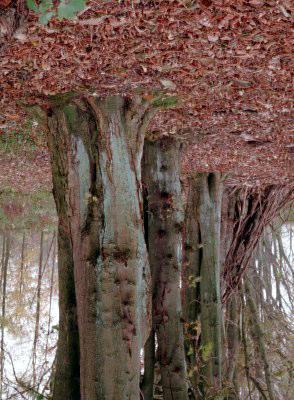 Skovens liv Efterår - vinter Løvtræerne stilles overfor flere svære udfordringer i løbet af vinteren - lave temperaturer, ringe lysmængde og - den vigtigste: risiko for udtørring på grund af den