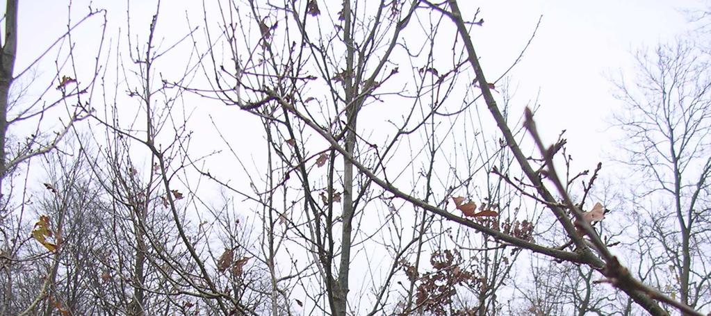 Picea abies CSO, Silkeborg Quercus