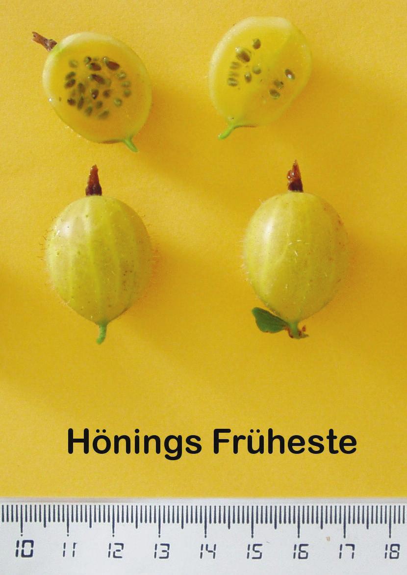 STIKKELSBÆR Ribes uva - crispa, - har ikke stor erhvervsmæssig betydning og er en glemt bær art i Danmark. Pometets samling er den største stikkelsbærsamling i Skandinavien og indeholder ca.
