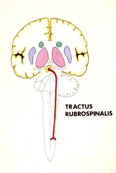 Motoriske ledningsbaner Den første indirekte aktiveringsbane er tractus rubrospinalis. Nucleus ruber, der er GUL, er udfaldskernen, og den ligger i mesencephalon.