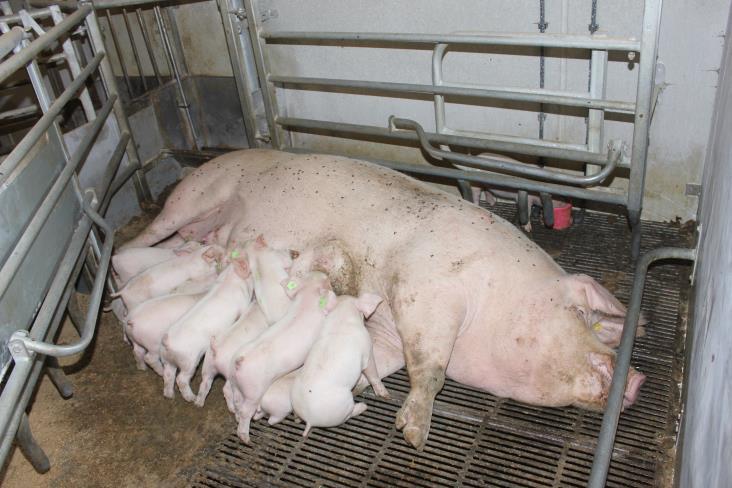 ANTAL GRISE VED KULDUDJÆVNING NY afprøvning: 14, 16, 18, 20 grise ved kuldudjævning i stier med mælkekopper Kassestier og løsdriftssti (kombi) Grise over 1 kg Låste kuld fra kuldudj.