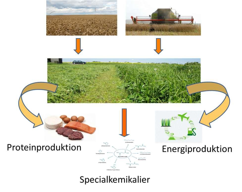 Grøn biomasse til protein Stor import af sojaprotein Omkostning for dansk landbrug, som ikke skaber væsentlig omsætning i DK.