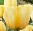 ;a ECO TULIPANER 12374 Y Black Beauty Denne gamle tulipan er overraskende pga.