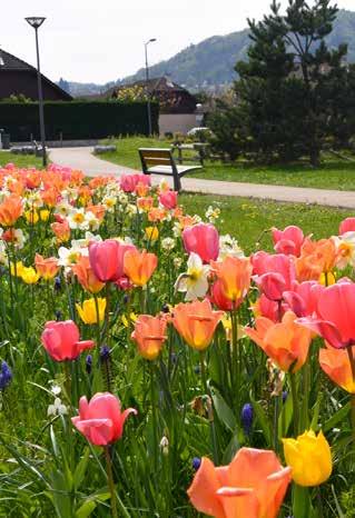 tulipaner og Allium i Ringsheim (D).