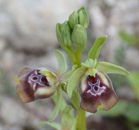 slapper af Anacamptis papilionacea Ophrys calliantha Lige før vi