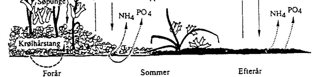 fjordvandet. Forureningen gav anledning til masseforekomst af planktonalger, som kvalte store dele af bundens plante- og dyreliv. Biologisk struktur i 1992 ("unormalt år") i Kertinge Nor.