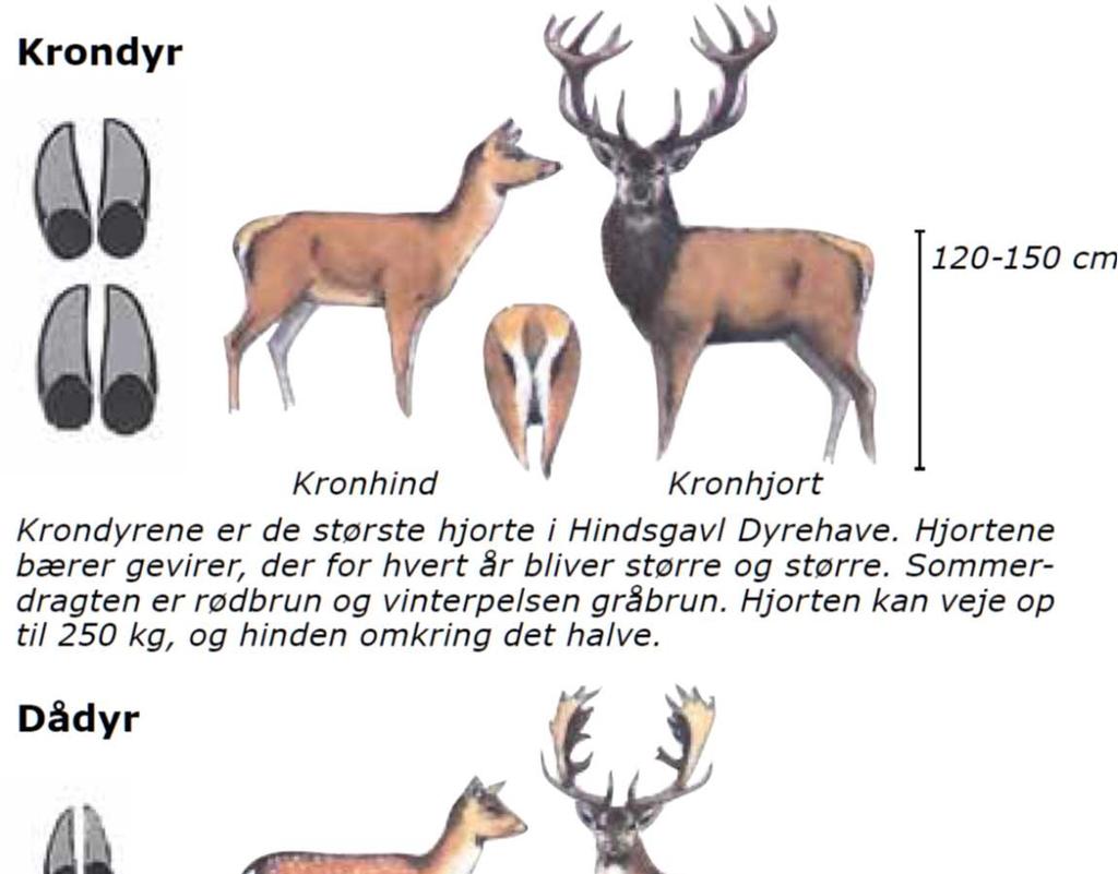 Dyrehavens tre hjortearter Hører du et dybt, langtrukkent brøl en efterårsdag i Hindsgavl.