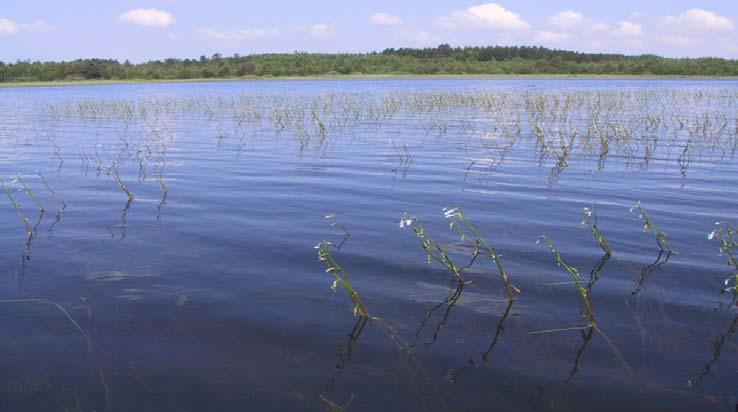den nordøstlige del og en middeldybde på 0,85 m. Skørsø er en klarvandet, næringsfattig, lav alkalin lobeliesø.