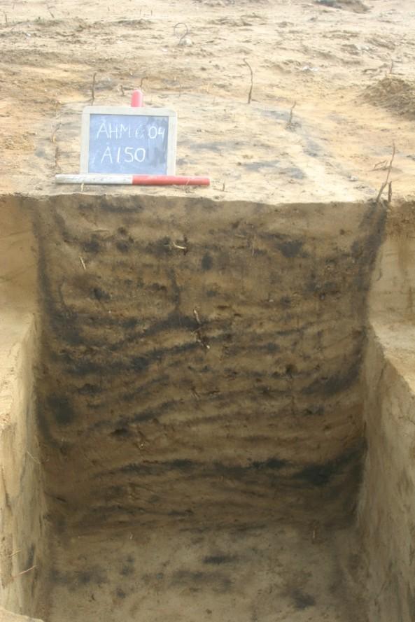graven sås skeletsporet efter et formodentligt fuldvoksent individ gravlagt i rygleje med hovedet i vest.