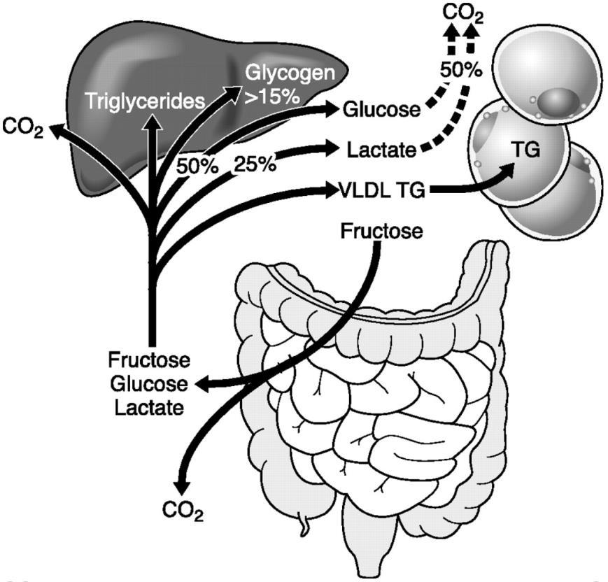 Metabolisme og de novo lipogenese Fedtlever / NAFLD 1-3% Slide 20