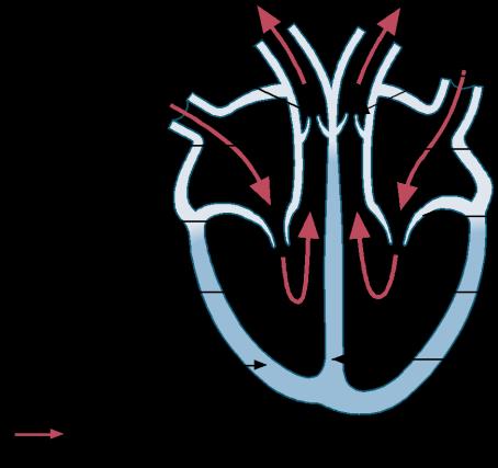 I princippet består hjertet af to serieforbundne pumper, som samtidigt pumper blod ud i lunge- og system(krops)- kredsløbet. Elektrisk impuls overledning Figur 1.
