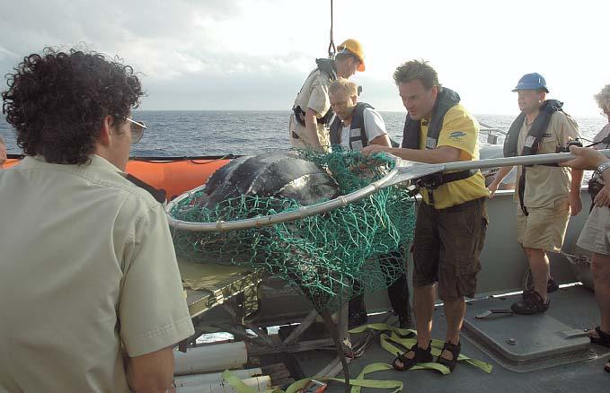 havskildpadders vandringsmønstre og dykkeadfærd i Atlanterhavet, Det Indiske Ocean og Stillehavet.
