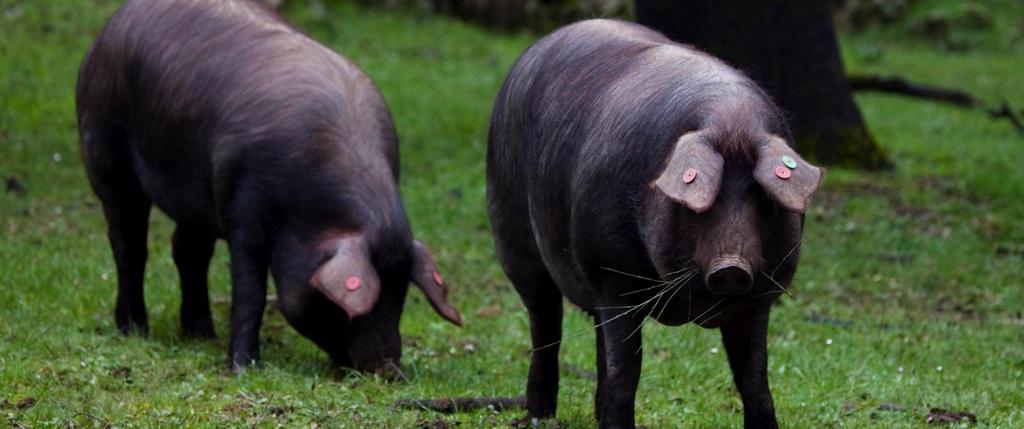 UGE TILBUD PÅ FROSSET IBÉRICO (SORTFODSGRIS) UGE 02-2019 SPANIEN Ibérico er en beskyttet betegnelse, som kun må bruges til den originale Ibérico gris, der
