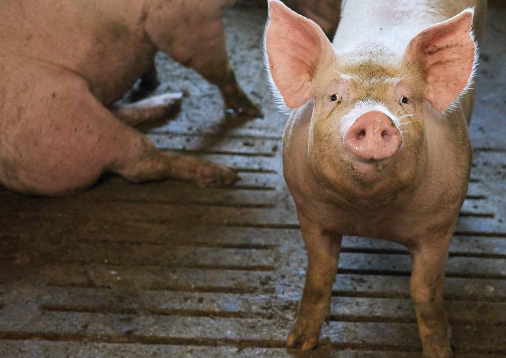 Rekordstor avlsfremgang REKORDSTOR AVLSFREMGANG -16,14 kroner mere per gris om året Avlsarbejdet hos SEGES Svineproduktion, Avl & Genetik har resulteret i rekordstor avlsfremgang de seneste år.
