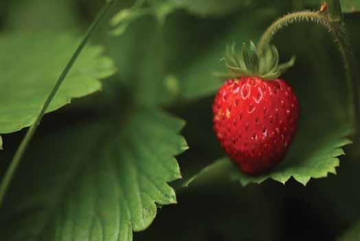 ISTOCKPHOTO Wild strawberries A wild strawberry with methyl butanoate (4), ethyl butanoate (5), butyl ethanoate, methyl hexanoate, and ethyl hexanoate usually most abundant.