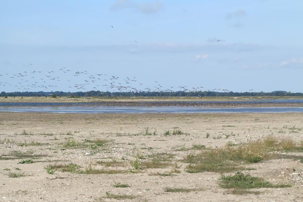 Søterritoriet - nye tider i Inddæmningen Efter digebruddet i december 2013, blev den tidligere ferske Fuglesøen og de omgivende strandenge nu en del af søterritoriet, i alt ca. 64 hektar.