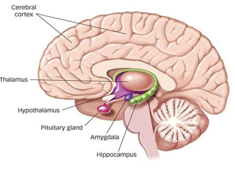 DET LIMBISKE SYSTEM Cortex Hypothalamus: Hjernens termostat Thalamus Hypothalamus Hypofysen Amygdala