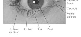 The external and accessory structures of the eye.