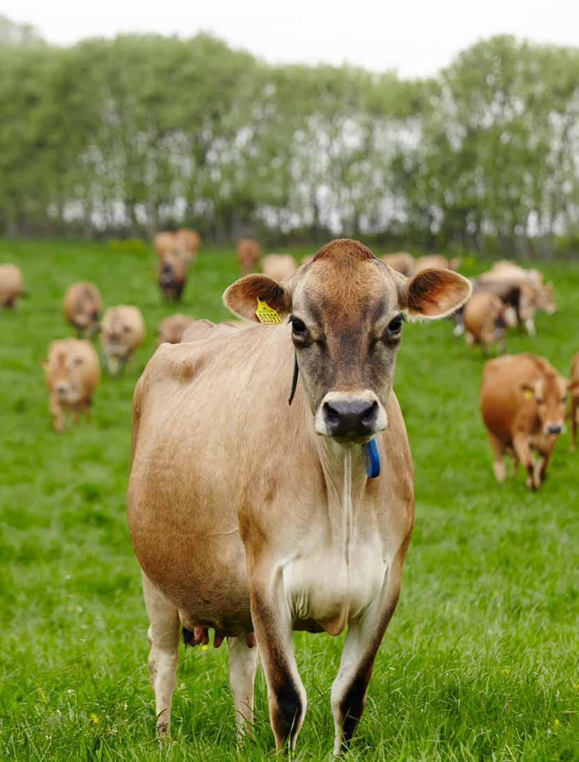 Klimagevinster ved kvæg på græs Når køerne går ude og græsser, stimuleres græssets vækst og der bindes kulstof i jorden, hvilket er positivt i forhold til udledningen af drivhusgasser.