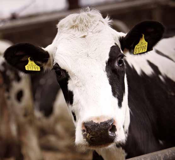 Kvæg har en vigtig rolle i vores bioøkonomi, da det har en unik evne til at omdanne ufordøjeligt plantemateriale til sunde og næringsrige fødevarer.