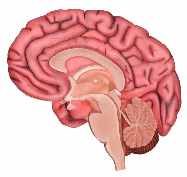 Hjernen Hjernen (encephalon) er nervesystemets overordnede center. Hjernen vejer i gennemsnit ca. 1375 g hos mænd og 1245 g hos kvinder. Hjernen er en meget kompleks struktur og består bl.a. af to halvdele, en højre og venstre hemisphære samt lillehjernen (cerebellum).