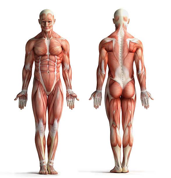Muskler Afhængigt af hvordan man tæller, er der mellem 600 og 800 forskellige muskler i kroppen.